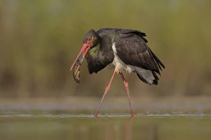 Black stork (Ciconia nigra), walking through water with prey in beak
