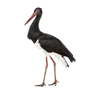 Black stork, Ciconia nigra, walking against white background