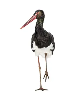 Black stork, Ciconia nigra, walking against white background
