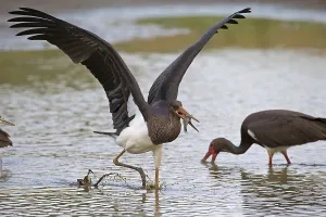 Black stork (Ciconia nigra), young bird with fish