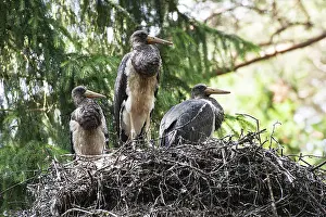 Black stork (Ciconia nigra) young birds in eyrie