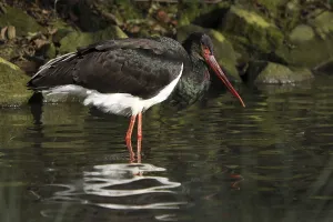 Black stork on the water