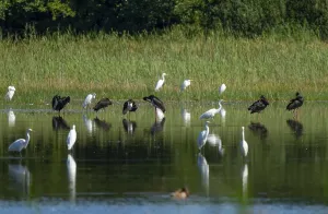 Black storks (Ciconia nigra) and great egret (Ardea alba) in the shallow water zone of a pond