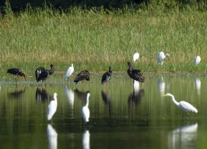 Black storks (Ciconia nigra) and great egret (Ardea alba) in the shallow water zone of a pond