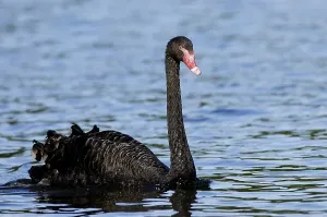 Black Swan (Cygnus atratus)