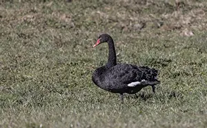 The black swan (Cygnus atratus)