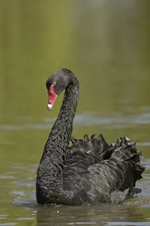 Black Swan (Cygnus atratus), adult