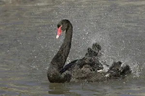 Black Swan (Cygnus atratus), adult