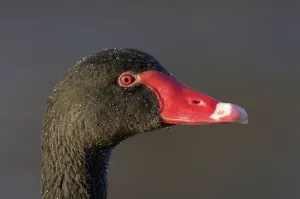 Black swan (Cygnus atratus) adult