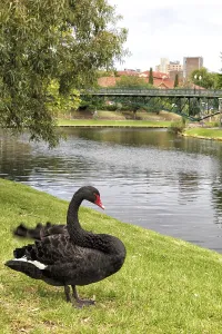 Black swan (Cygnus atratus) on the banks of the River Torrens in Adelaide