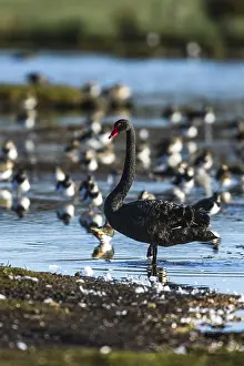 Black Swan, Cygnus atratus, bird on winter marshes