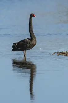 Black Swan, Cygnus atratus, bird on winter marshes
