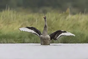 Black Swan (Cygnus atratus) introduced species