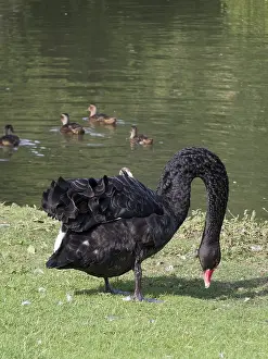 Black Swan (cygnus atratus) by a lake in Kent