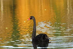 Black swan (Cygnus atratus), Mourning Swan