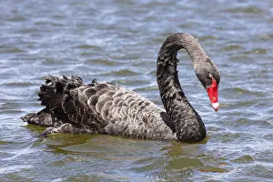 Black Swan (Cygnus atratus), Rotorua