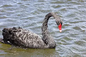 Black Swan (Cygnus atratus), Rotorua