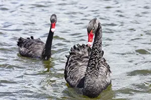 Black Swan (Cygnus atratus), Rotorua