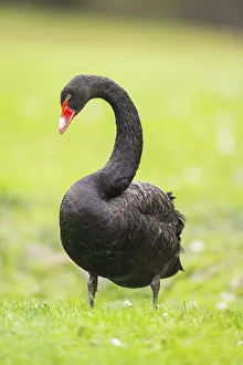 Black swan (Cygnus atratus) standing on a meadow