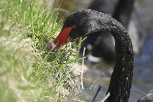 Black swan eating the grass