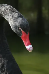 The black swan is the only swan that is almost completely black