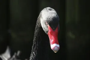 The black swan is the only swan that is almost completely black