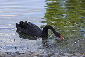Black swan swim in dirty water