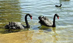 Black swans, Perth, Australia