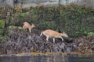 Black-tailed deer (Odocoileus hemionus)