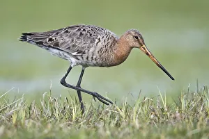 Black-tailed godwit (Limosa limosa)