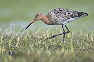 Black-tailed godwit (Limosa limosa)
