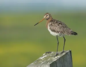 Black-tailed Godwit (Limosa limosa)
