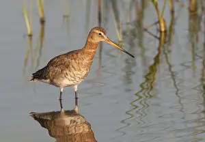 Black-tailed Godwit (Limosa limosa)