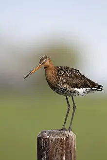 Black-tailed Godwit (Limosa limosa)