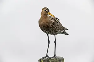 Black-tailed Godwit (Limosa limosa)