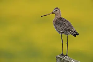 Black-tailed Godwit (Limosa limosa)