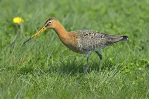 Black-tailed Godwit (Limosa limosa)