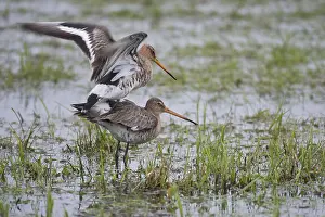 Black-tailed godwit (Limosa limosa)