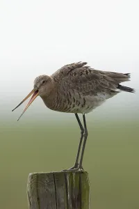 Black-tailed godwit (Limosa limosa)