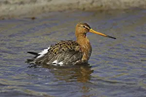 Black-tailed godwit, Limosa limosa