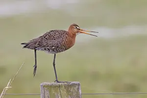 Black-tailed godwit (limosa limosa)