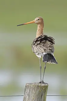 Black-tailed godwit (limosa limosa)