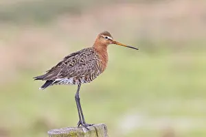 Black-tailed godwit (limosa limosa)