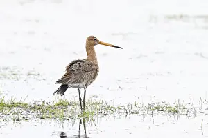Black-tailed godwit (limosa limosa)