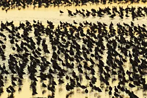Black tailed godwit (Limosa limosa) adult wading birds in a flock in a shallow lagoon at high tide silhouette at sunset