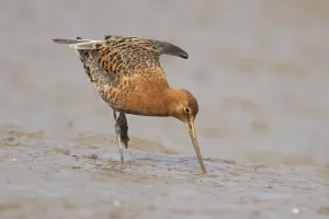 Black tailed godwit (Limosa limosa) adult male wader bird in summer plumage on a mudflat