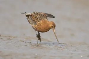 Black tailed godwit (Limosa limosa) adult male wader bird in summer plumage on a mudflat