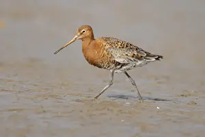 Black tailed godwit (Limosa limosa) adult male wading bird in summer plumage on a coastal mudflat