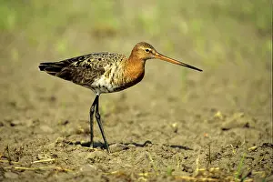 Black-tailed Godwit (Limosa limosa) cock on a field