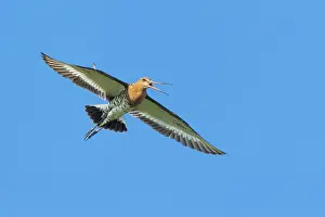 Black-tailed godwit (Limosa limosa) in flight
